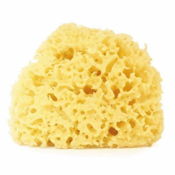 Morská tráva - mega hubka - EatGreen