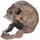 Lebka 13,5cm