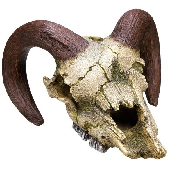 Barania lebka 17,5cm