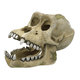 Lebka gorily 18,7cm
