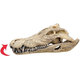 Lebka krokodíla 26cm