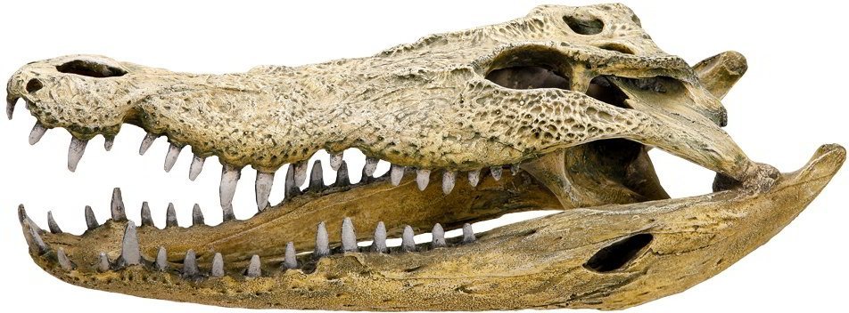E-shop Lebka krokodíla 47,5cm