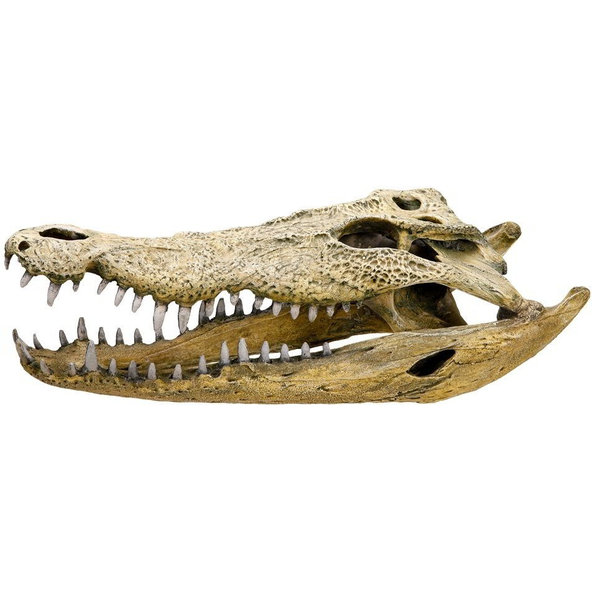 Lebka krokodíla 47,5cm
