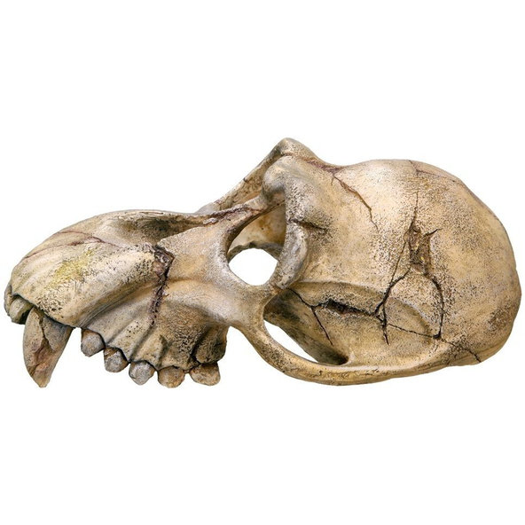 Lebka opice 22,5cm