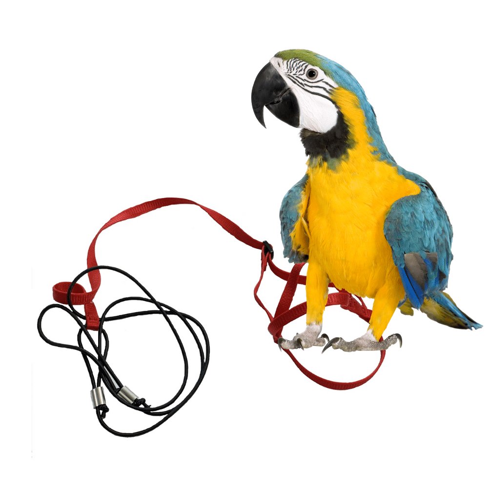 E-shop Traky pre papagáje červené L