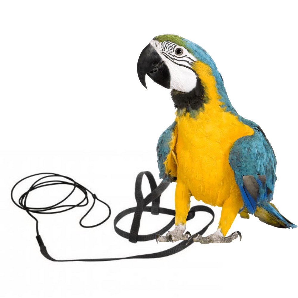 E-shop Traky pre papagáje čierne L