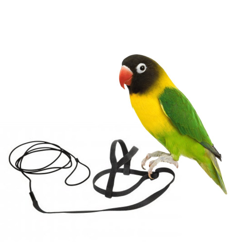 E-shop Traky pre papagáje čierne XXS