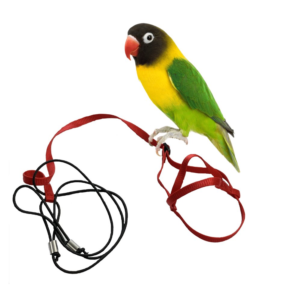E-shop Traky pre papagáje červený XXS