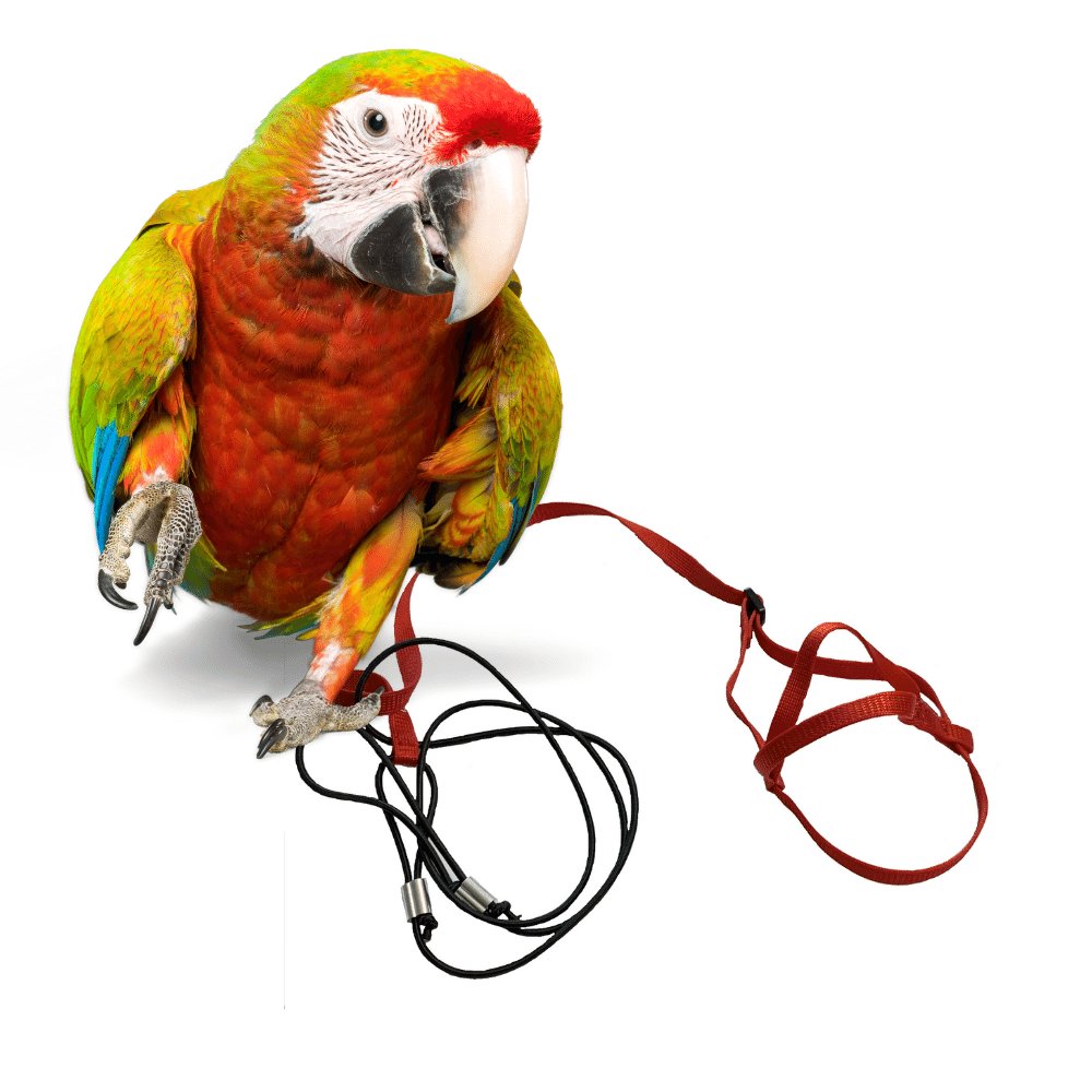 E-shop Traky pre papagáje XL červené