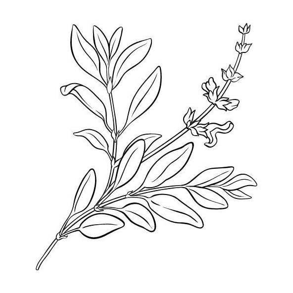 Šalviový olej 100% Bio Alteya 5 ml