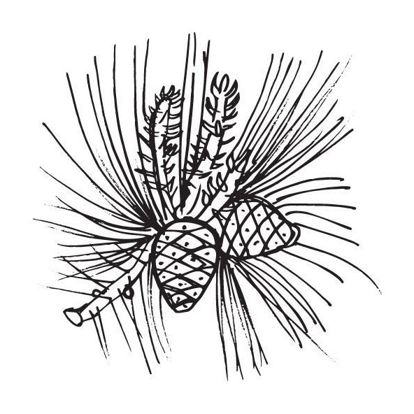 Borovicový olej 100% Bio Alteya 10 ml