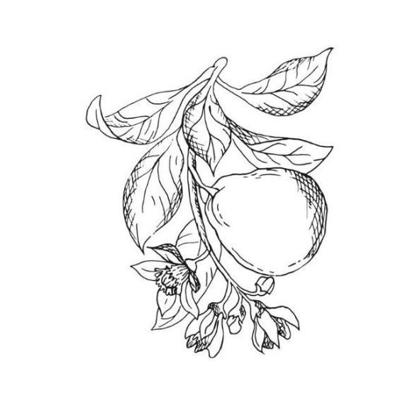 Bergamotový olej 100% Bio Alteya 10 ml