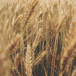 Šampón a kondicionér 2 v 1 na suché vlasy Wheat protein Aroma 400 ml