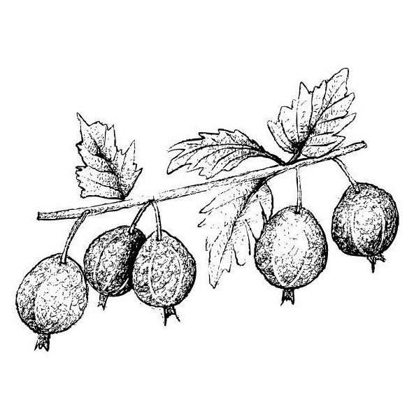 Amla olej 100% Bio Alteya 50 ml