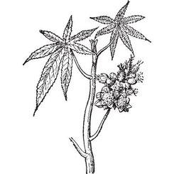 Ricínový olej 100% Bio Alteya 100 ml