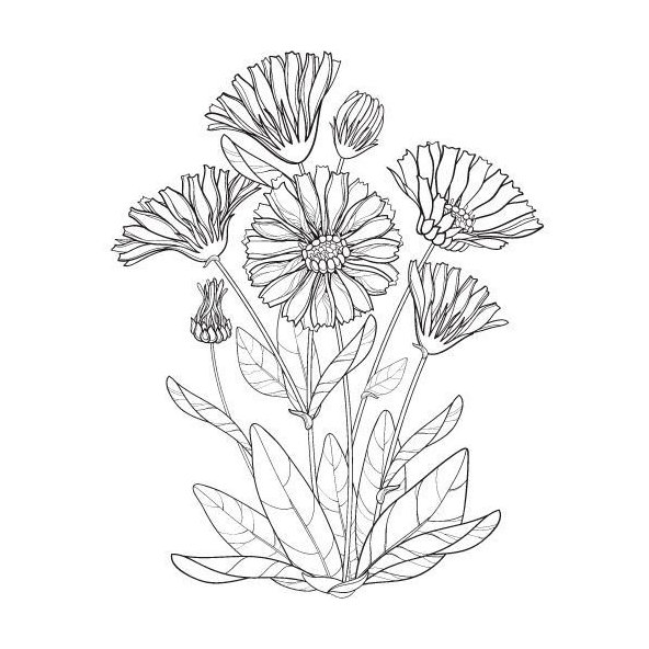 Nechtíkový olej 100% Bio Alteya 50 ml