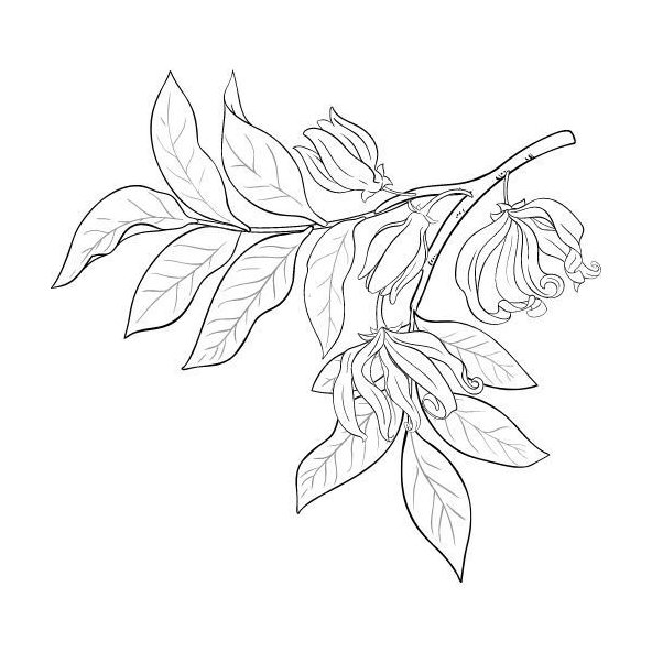 Ylang-Ylang olej 100% Bio Alteya 10 ml