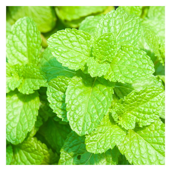 Zubná pasta Medovka Astera Homeopathica 75 ml