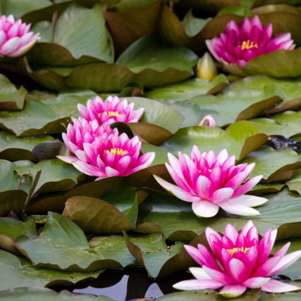 Krém na ruky Water Lily AROMA 75 ml