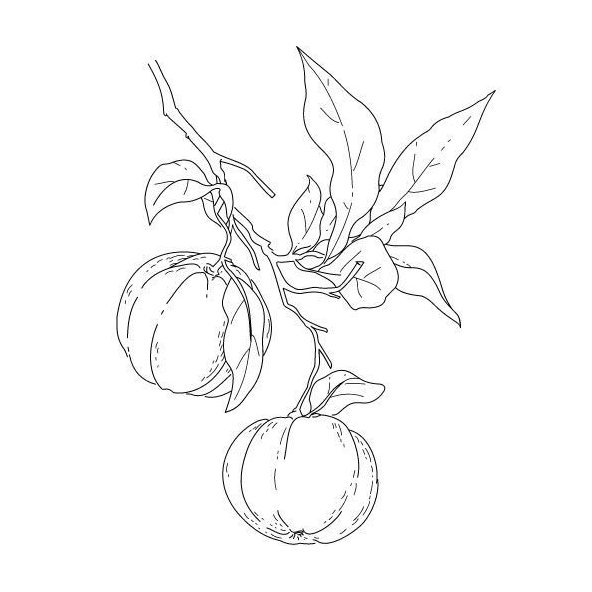 Neroli olej 100% BIO Alteya 10 ml