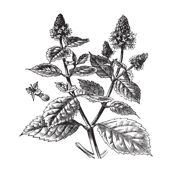 Pačuli olej 100% Bio Alteya 10 ml