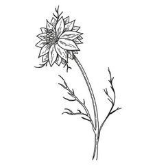 Rasca čierna olej 100% Bio Alteya 50 ml