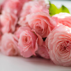 Mydlo ruža Biofresh 40g