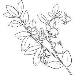 Jojobový olej 100% Bio Alteya 20 ml