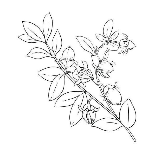 Jojobový olej 100% Bio Alteya 20 ml