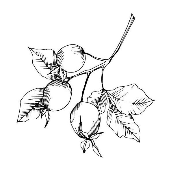 Šípkový olej 100% Bio Alteya 20 ml