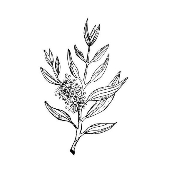 Tea Tree (čajovníkový) olej 100% Bio Alteya 50 ml