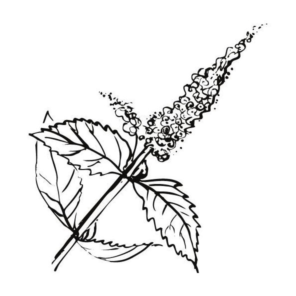 Mätový olej 100% Bio Alteya 5 ml