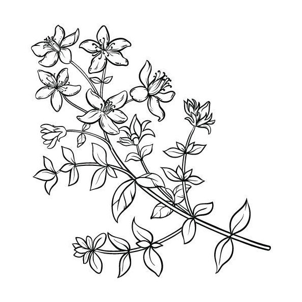 Ľubovníkový olej 100% Bio Alteya 5 ml