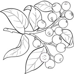 Olej zo santalového dreva 100% Bio Alteya 5 ml