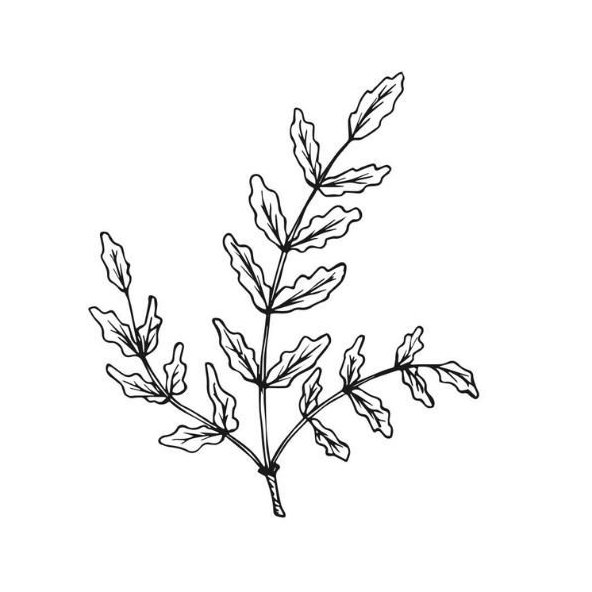 Kadidlový olej 100% Bio Alteya 10 ml