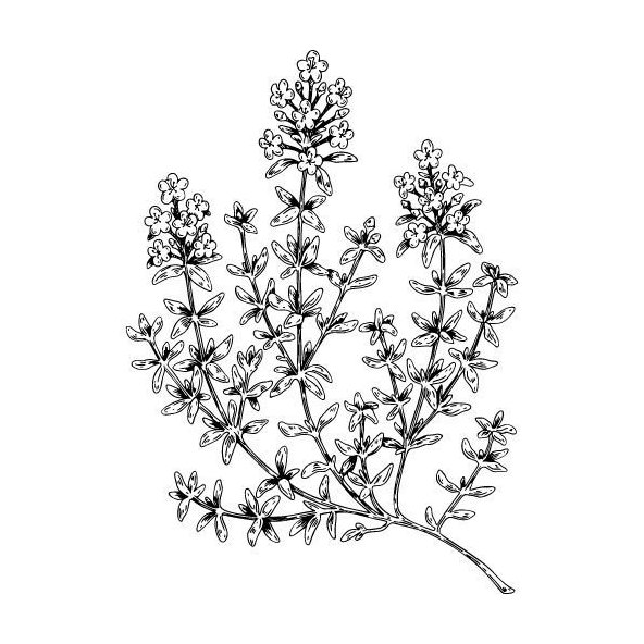 Tymiánový olej 100% Bio Alteya 10 ml