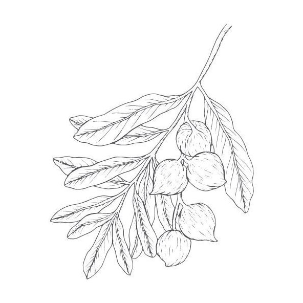 Makadamiový olej 100% Bio Alteya 100 ml