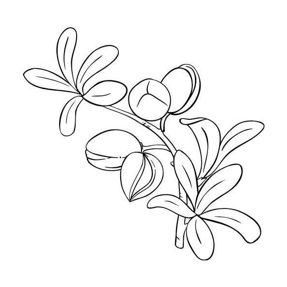 Argánový olej 100% Bio Alteya 50 ml