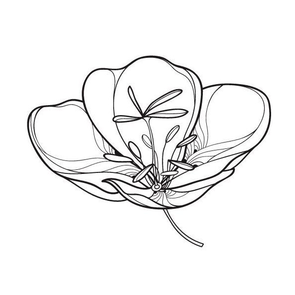 Pupalkový olej 100% Bio Alteya 50 ml