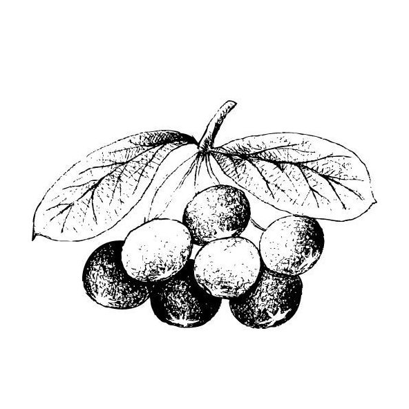 Olej z Acai Berry 100% Bio Alteya 100 ml