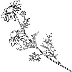 Rímsky kamilkový olej 100% Bio Alteya 5 ml