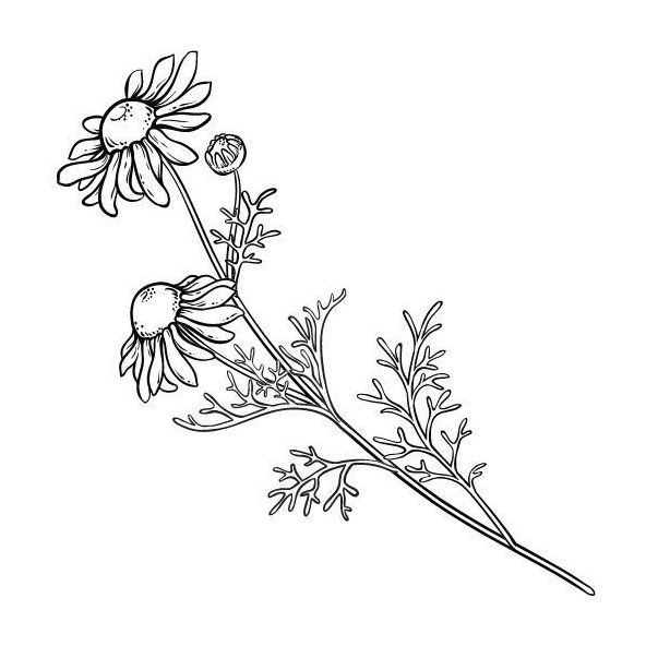 Rímsky kamilkový olej 100% Bio Alteya 5 ml