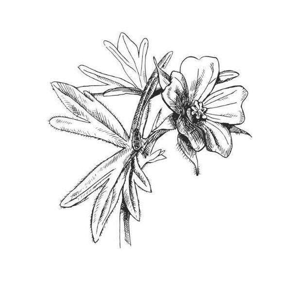 Muškátový (Geranium) olej 100% Bio Alteya 5 ml