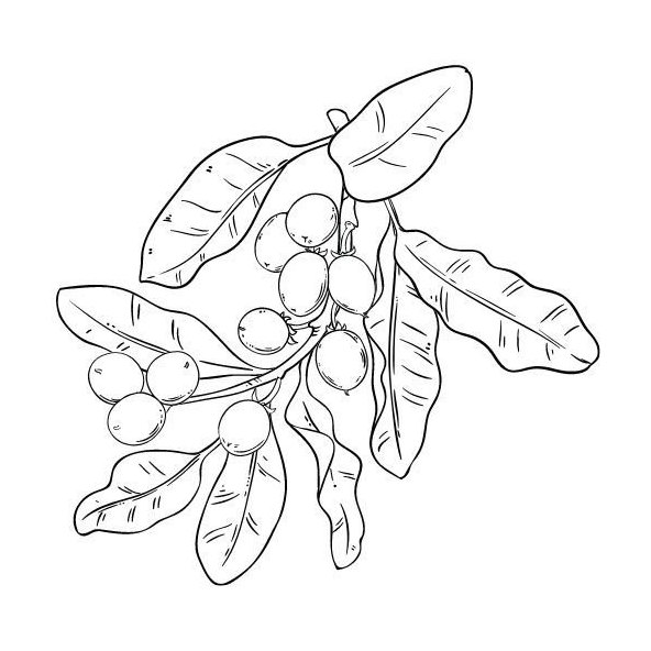 Bambucké maslo 100% Bio Alteya 100ml