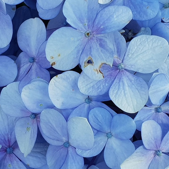 Čistiace tekuté mydlo Mystic Natural Pure Biofresh 500 ml