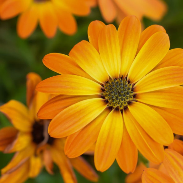 Bylinkové mydlo s nechtíkom Biofresh 75 g