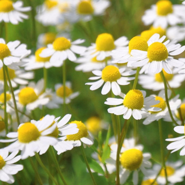 Bylinkové mydlo s harmančekom Biofresh 75 g