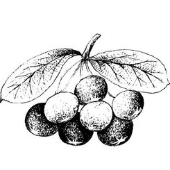 Olej z Acai Berry 100% Bio Alteya 50 ml