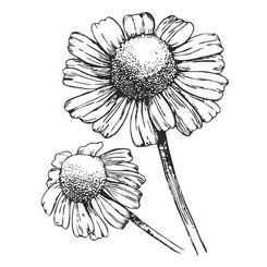 Harmančekový olej 100% Bio Alteya 5 ml