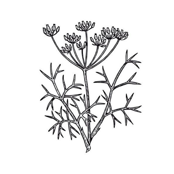 Feniklový olej 100% Bio Alteya 10 ml